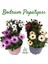 Bodrum Papatyası 4 Saksı- Osteospermum - Saksı'da Canlı Çiçek - 4lü Miks 1