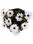 Bodrum Papatyası 4 Saksı- Osteospermum - Saksı'da Canlı Çiçek - 4lü Miks 2