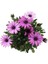 Bodrum Papatyası 4 Saksı- Osteospermum - Saksı'da Canlı Çiçek - 4lü Miks 3