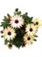 Bodrum Papatyası 4 Saksı- Osteospermum - Saksı'da Canlı Çiçek - 4lü Miks 4