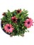Bodrum Papatyası 4 Saksı- Osteospermum - Saksı'da Canlı Çiçek - 4lü Miks 5
