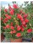 Fırça Çalısı Callistemon 3'lü 2