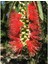 Fırça Çalısı Callistemon 3'lü 3