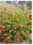 Fırça Çalısı Callistemon 3'lü 4