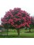 Tüplü Pembe Oya Ağacı Fidanı 50-70 cm Her Mevsim Dikilebilir 2