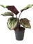 Calathea Roseopicta 'pink Medallion' (Dua Çiçeği) 1