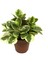 Peperomia Obtipan 'Bicolor' 1