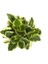 Peperomia Obtipan 'Bicolor' 2