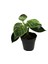 Philodendron Birkin 1