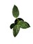 Philodendron Birkin 2