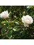 3 Yaş Beyaz Renk Sarmaşık Gül Fidanı 1