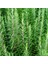 Biberiye – Rosmarinus Officinalis 20 Adet 2