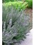 Biberiye – Rosmarinus Officinalis 20 Adet 4