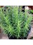 Biberiye – Rosmarinus Officinalis 20 Adet 5