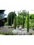 Akdeniz Servisi (Cupressus Sempervirens) 50 Adet 2