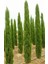 Akdeniz Servisi (Cupressus Sempervirens) 50 Adet 3