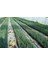 Akdeniz Servisi (Cupressus Sempervirens) 50 Adet 4