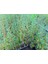 Akdeniz Servisi (Cupressus Sempervirens) 50 Adet 5