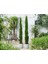 Akdeniz Servisi (Cupressus Sempervirens) 100 Adet 1