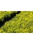 Altuni Çıtır Taflan - Euonymus Microphyllus Pulchellus Aureus (Ce 2