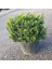 Altuni Çıtır Taflan - Euonymus Microphyllus Pulchellus Aureus (Ce 5