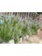 Biberiye – Rosmarinus Officinalis 30 Adet 1