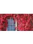 Amerikan Sarmaşığı (Parthenocissus Quinquefolia) 20 Adet 1