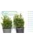 ŞİMŞİR ROTUNDİFOLİA 3 ADET PAKET - 4 MEVSİM YEŞİL ÇİT BİTKİSİ 1