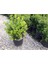 ŞİMŞİR ROTUNDİFOLİA 3 ADET PAKET - 4 MEVSİM YEŞİL ÇİT BİTKİSİ 2