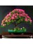 Gülibrişim Ağacı Tohumu 50 Adet ( Bonsai Türü ) 3