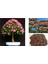 Gülibrişim Ağacı Tohumu 100 Adet (Bonsai Tekniğine Uygun Tür) 1