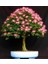 Gülibrişim Ağacı Tohumu 20 Adet ( Bonsai Türü ) 2