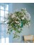 Jasminum Polyanthum – Çin Yasemini 3