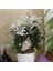 Jasminum Polyanthum – Çin Yasemini 4
