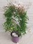 Jasminum Polyanthum – Çin Yasemini 5