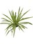 Chlorophytum Comosum 'ocean' (Kurdele Çiçeği) 2