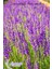 Lavande Organik Lavanta Suyu TONİK (L. Intermedia) 100ML-SPREY 2