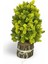 Yapay Çiçek Bonsai Ağacı Sarı Kozalaklı Kütük Saksıda Dekoratif Yapay Ağaç Bonzai 30*15 cm 2