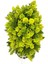 Yapay Çiçek Bonsai Ağacı Sarı Kozalaklı Kütük Saksıda Dekoratif Yapay Ağaç Bonzai 30*15 cm 5