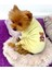 Sunny Teddy Tulum Yastık Takım Uyku Set Köpek Tulum Elbise 3