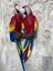 Papağan Ikili Macaw 2