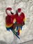 Papağan Ikili Macaw 4