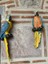 Papagan Ikili Ayrık Macaw 1