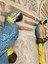Papagan Ikili Ayrık Macaw 2