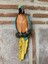Papagan Ikili Ayrık Macaw 5