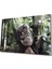 Marsilyan- Koala Cam Tablo 1