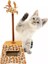 Leo İnteraktif Yaylı Kedi Oyun Standı 15x15x35 cm 1