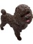 Köpekler - Poodle Cinsi Köpek 2