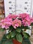 Pembe İthal Ortanca (Hydrangea macrophylla) - Renkli ve Gösterişli Çiçekli Bitki 1