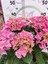 Pembe İthal Ortanca (Hydrangea macrophylla) - Renkli ve Gösterişli Çiçekli Bitki 2